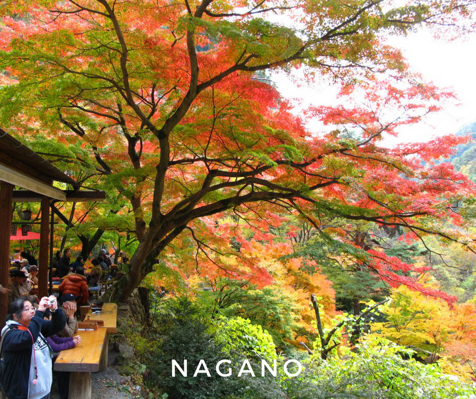 พยากรณ์ใบไม้เปลี่ยนสี Nagano