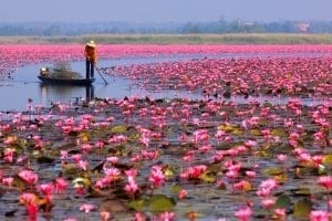 เยือนทะเลบัว